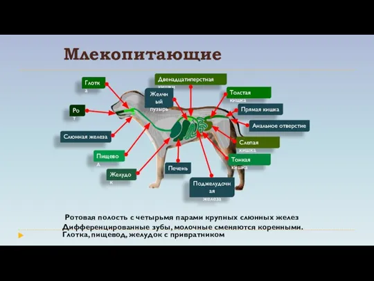 Млекопитающие Ротовая полость с четырьмя парами крупных слюнных желез Дифференцированные зубы, молочные