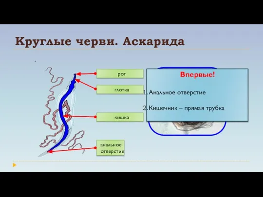 Круглые черви. Аскарида Впервые! Анальное отверстие Кишечник – прямая трубка