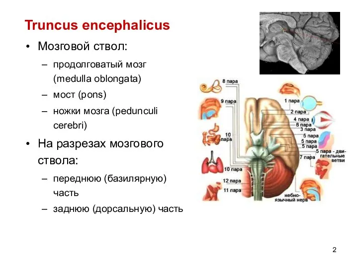 Truncus encephalicus Мозговой ствол: продолговатый мозг (medulla oblongata) мост (pons) ножки мозга