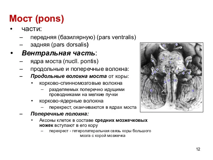 Мост (pons) части: передняя (базилярную) (pars ventralis) задняя (pars dorsalis) Вентральная часть:
