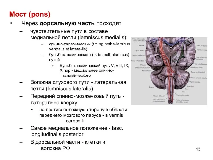 Мост (pons) Через дорсальную часть проходят чувствительные пути в составе медиальной петли