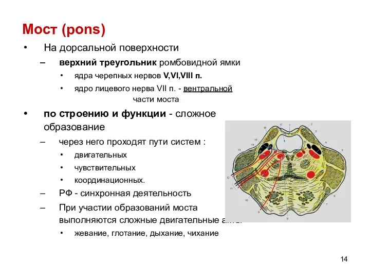 Мост (pons) На дорсальной поверхности верхний треугольник ромбовидной ямки ядра черепных нервов