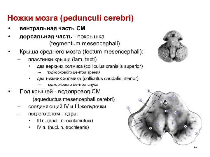 Ножки мозга (pedunculi cerebri) вентральная часть СМ дорсальная часть - покрышка (tegmentum
