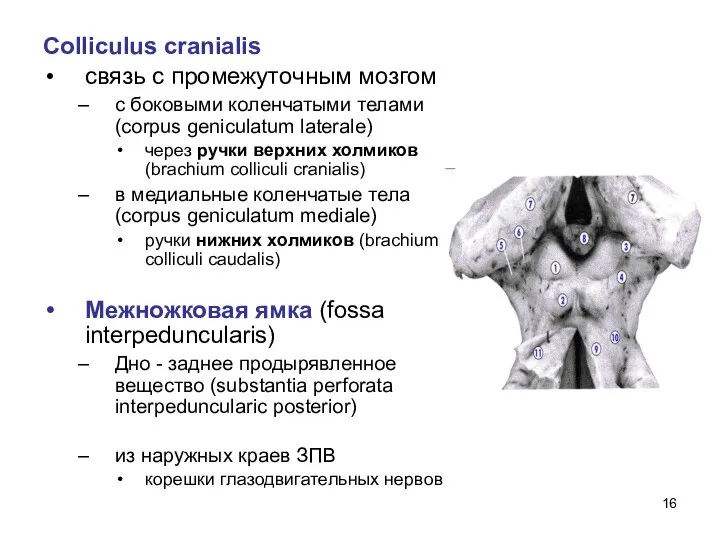 Сolliculus cranialis связь с промежуточным мозгом с боковыми коленчатыми телами (corpus geniculatum