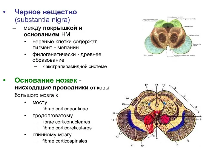 Черное вещество (substantia nigra) между покрышкой и основанием НМ нервные клетки содержат