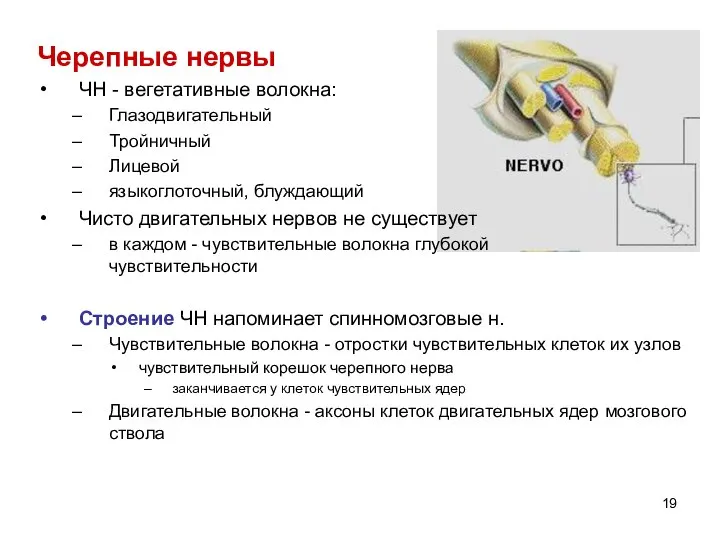 Черепные нервы ЧН - вегетативные волокна: Глазодвигательный Тройничный Лицевой языкоглоточный, блуждающий Чисто