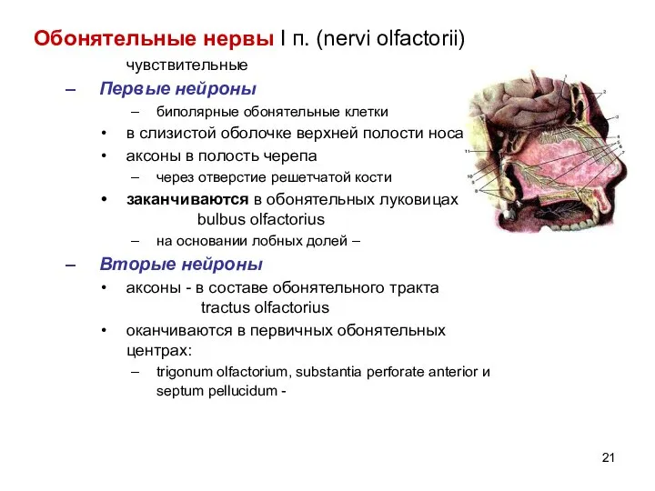 Обонятельные нервы I п. (nervi olfactorii) чувствительные Первые нейроны биполярные обонятельные клетки