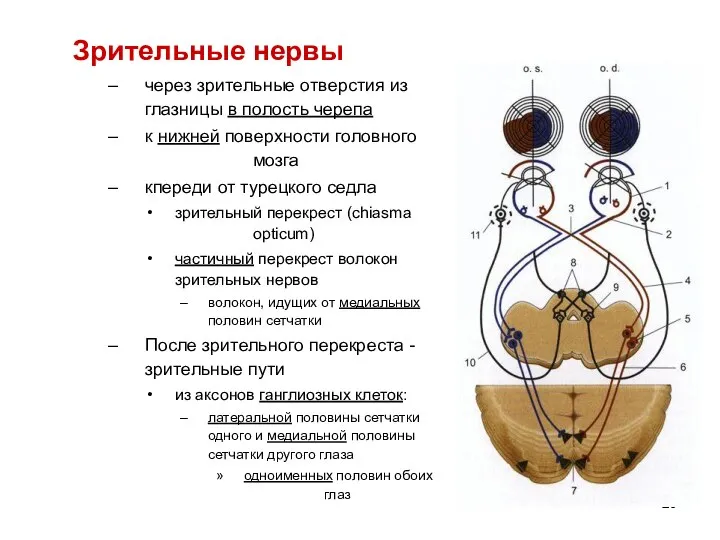 Зрительные нервы через зрительные отверстия из глазницы в полость черепа к нижней