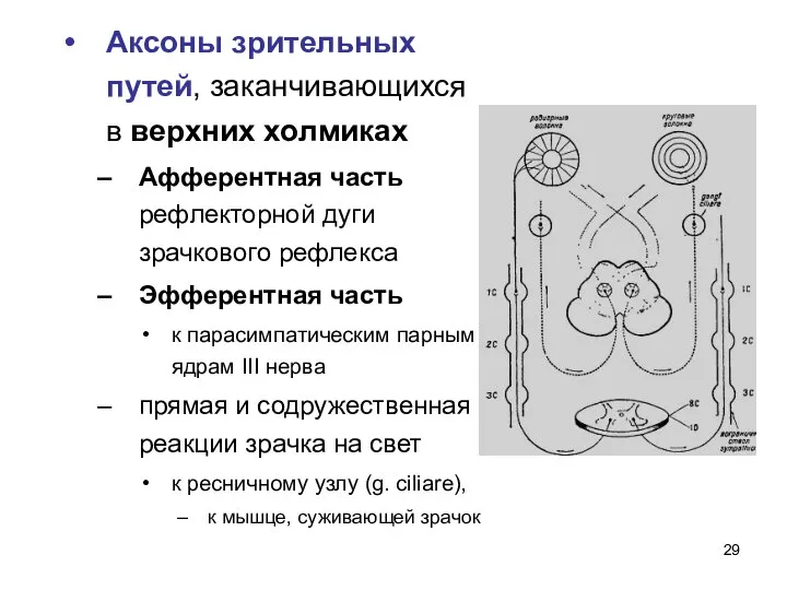 Аксоны зрительных путей, заканчивающихся в верхних холмиках Афферентная часть рефлекторной дуги зрачкового