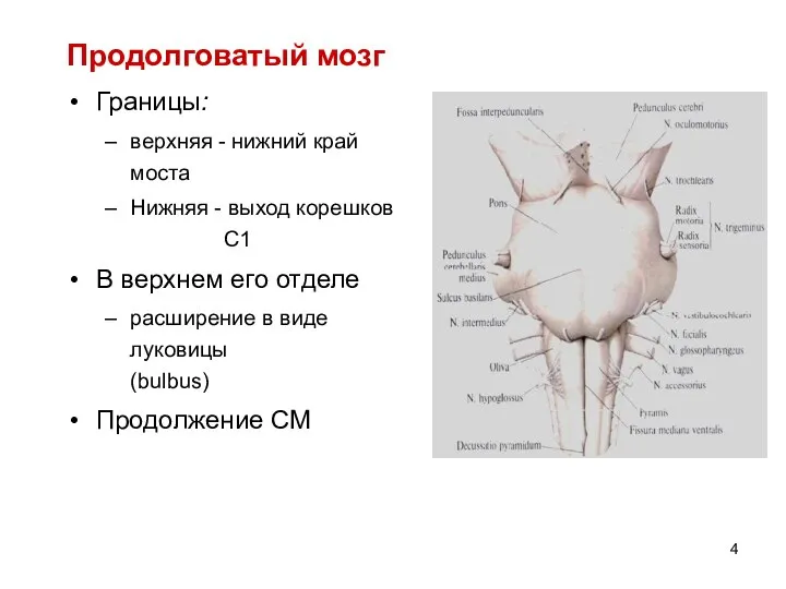 Продолговатый мозг Границы: верхняя - нижний край моста Нижняя - выход корешков