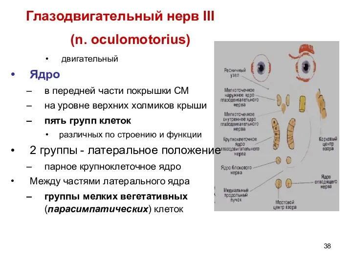 Глазодвигательный нерв III (n. oculomotorius) двигательный Ядро в передней части покрышки СМ