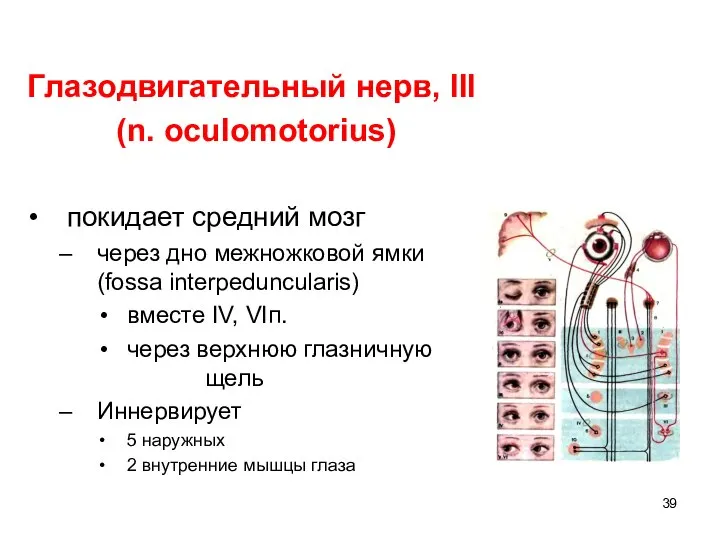Глазодвигательный нерв, III (n. oculomotorius) покидает средний мозг через дно межножковой ямки