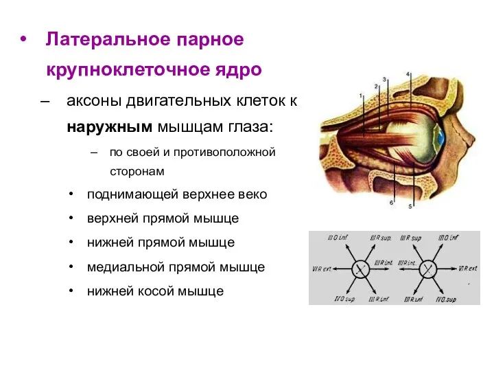 Латеральное парное крупноклеточное ядро аксоны двигательных клеток к наружным мышцам глаза: по