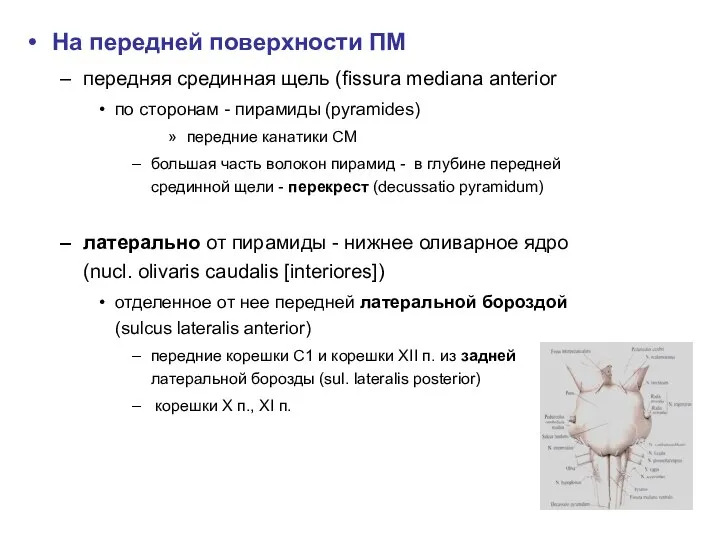 На передней поверхности ПМ передняя срединная щель (fissura mediana anterior по сторонам