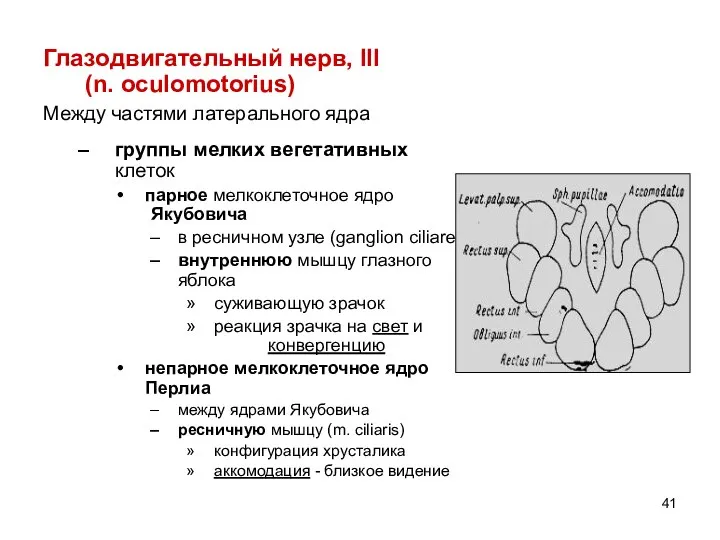 Глазодвигательный нерв, III (n. oculomotorius) Между частями латерального ядра группы мелких вегетативных