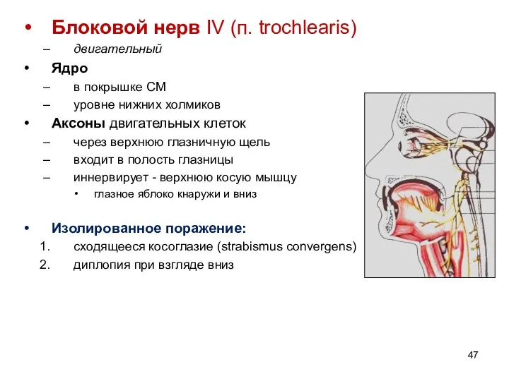 Блоковой нерв IV (п. trochlearis) двигательный Ядро в покрышке СМ уровне нижних