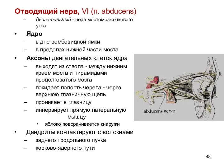 Отводящий нерв, VI (п. abducens) двигательный - нерв мостомозжечкового угла Ядро в