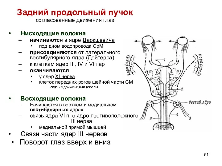 Задний продольный пучок согласованные движения глаз Нисходящие волокна начинаются в ядре Даркшевича