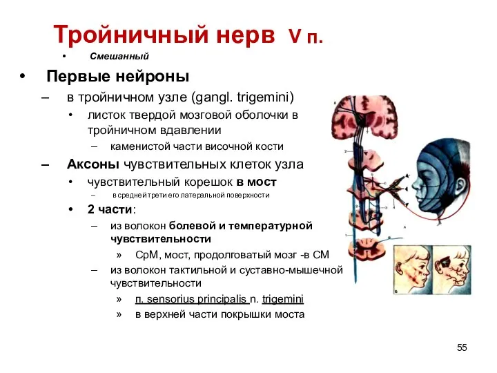 Тройничный нерв V п. Смешанный Первые нейроны в тройничном узле (gangl. trigemini)