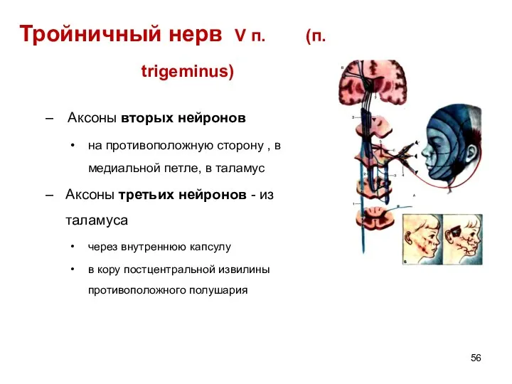 Тройничный нерв V п. (п. trigeminus) Аксоны вторых нейронов на противоположную сторону