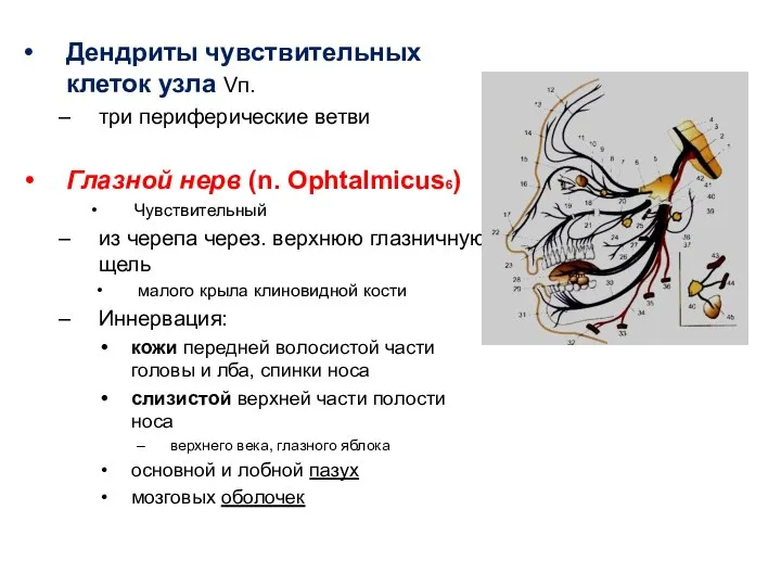 Дендриты чувствительных клеток узла Vп. три периферические ветви Глазной нерв (n. Ophtalmicus6)