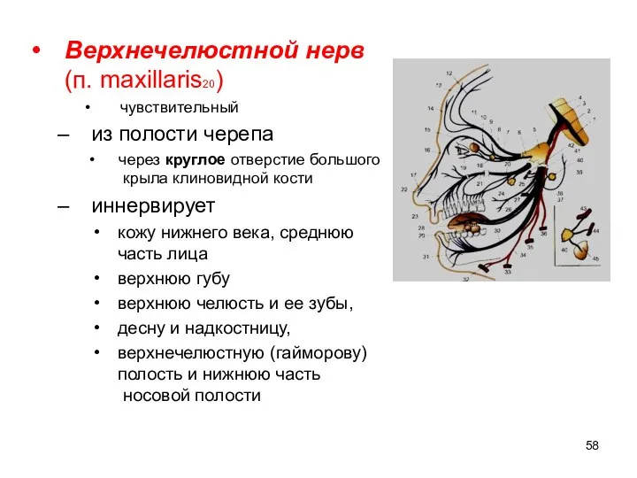 Верхнечелюстной нерв (п. maxillaris20) чувствительный из полости черепа через круглое отверстие большого