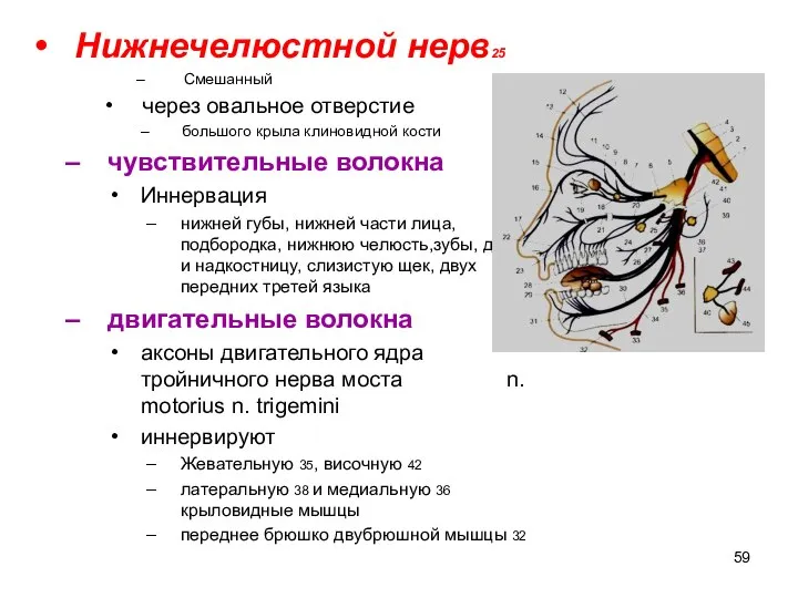 Нижнечелюстной нерв25 Смешанный через овальное отверстие большого крыла клиновидной кости чувствительные волокна