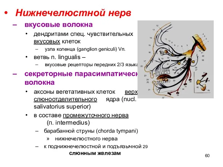 Нижнечелюстной нерв вкусовые волокна дендритами спец. чувствительных вкусовых клеток узла коленца (ganglion