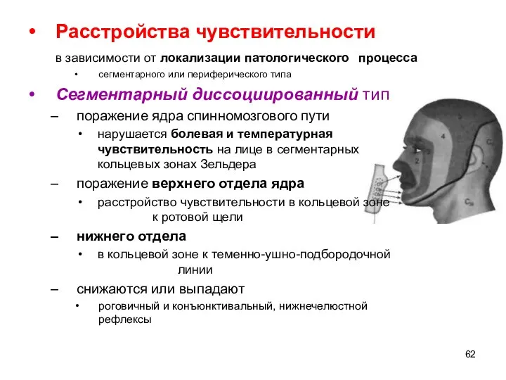 Расстройства чувствительности в зависимости от локализации патологического процесса сегментарного или периферического типа