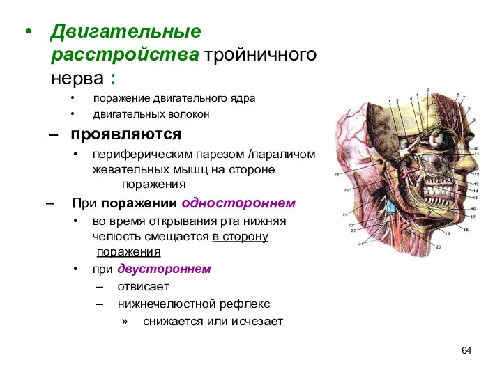 Двигательные расстройства тройничного нерва : поражение двигательного ядра двигательных волокон проявляются периферическим