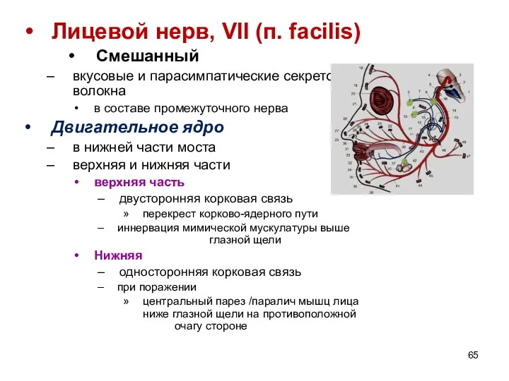 Лицевой нерв, VII (п. facilis) Смешанный вкусовые и парасимпатические секреторные волокна в