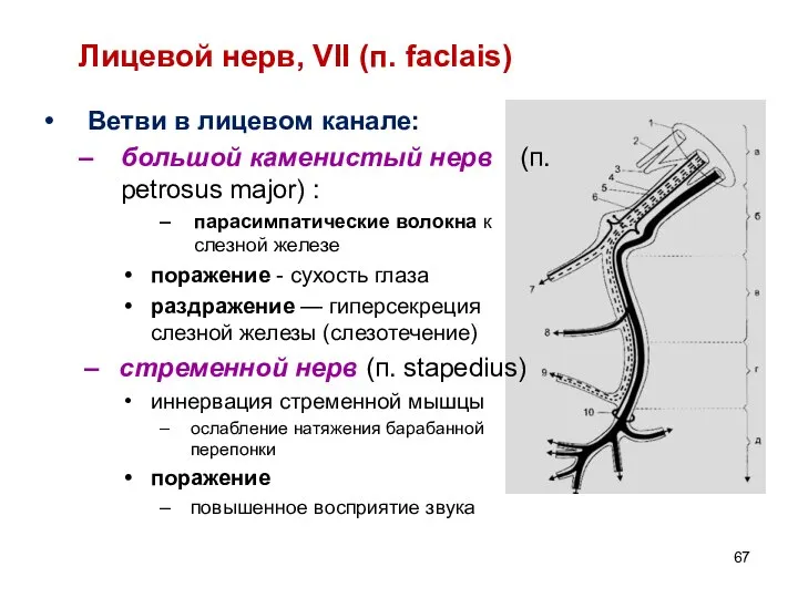 Лицевой нерв, VII (п. faclаis) Ветви в лицевом канале: большой каменистый нерв