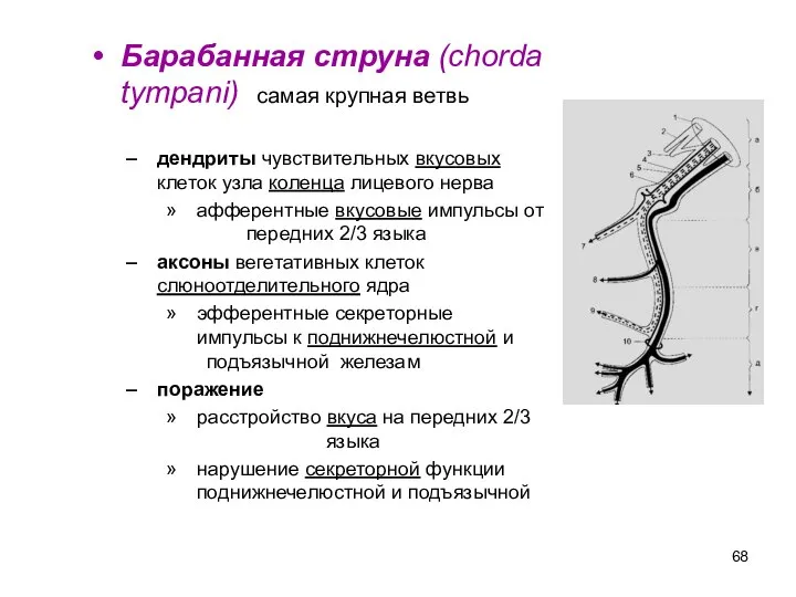 Барабанная струна (chorda tympani) самая крупная ветвь дендриты чувствительных вкусовых клеток узла