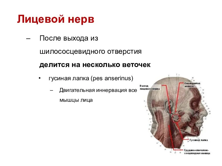 Лицевой нерв После выхода из шилососцевидного отверстия делится на несколько веточек гусиная