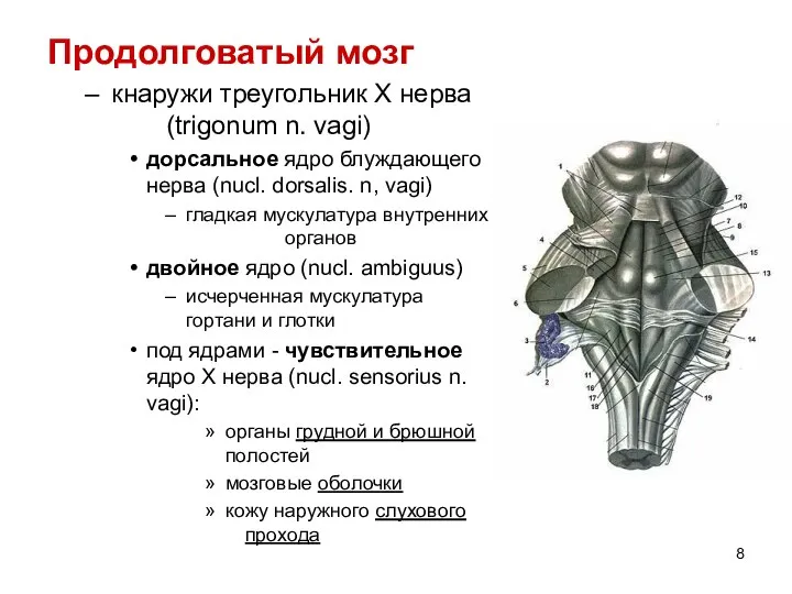 Продолговатый мозг кнаружи треугольник X нерва (trigonum n. vagi) дорсальное ядро блуждающего