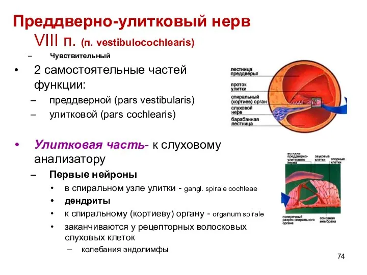 Преддверно-улитковый нерв VIII п. (п. vestibulocochlearis) Чувствительный 2 самостоятельные частей по функции: