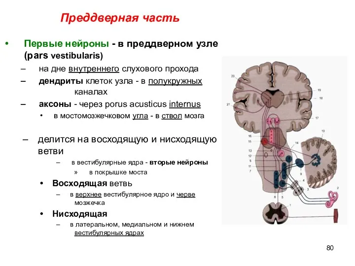 Преддверная часть Первые нейроны - в преддверном узле (pars vestibularis) на дне