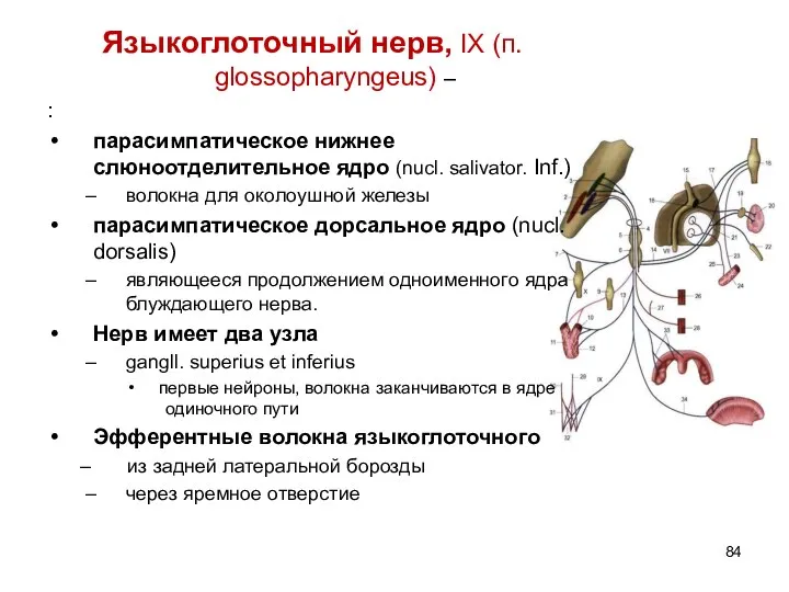 Языкоглоточный нерв, IX (п. glossopharyngeus) – : парасимпатическое нижнее слюноотделительное ядро (nucl.