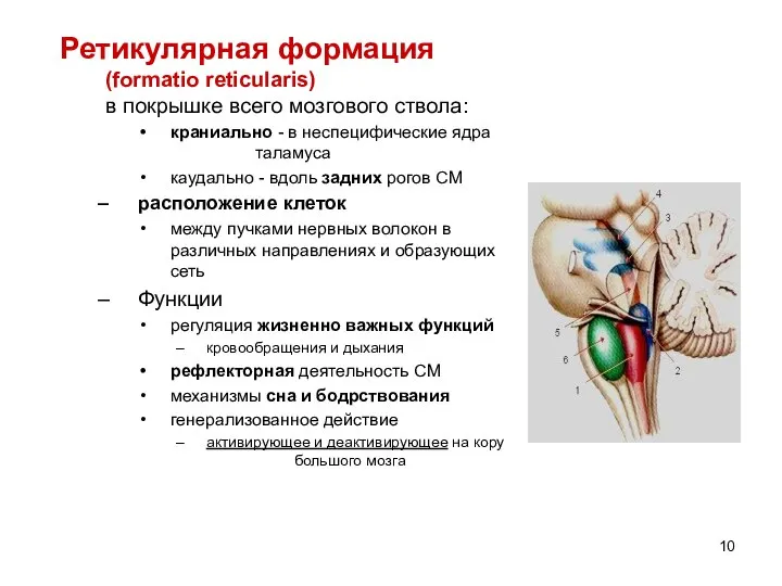 Ретикулярная формация (formatio reticularis) в покрышке всего мозгового ствола: краниально - в