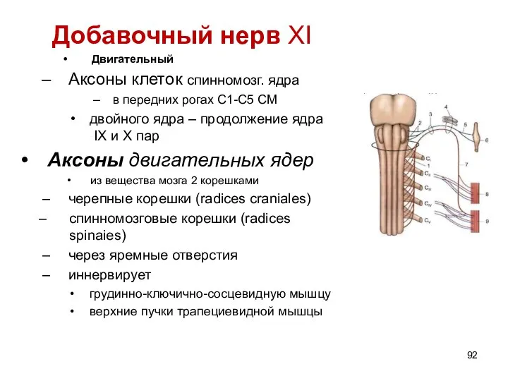 Добавочный нерв ХI Двигательный Аксоны клеток спинномозг. ядра в передних рогах С1-С5