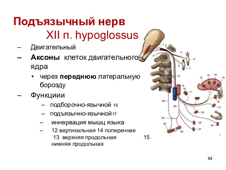 Подъязычный нерв XII п. hypoglossus Двигательный Аксоны клеток двигательного ядра через переднюю