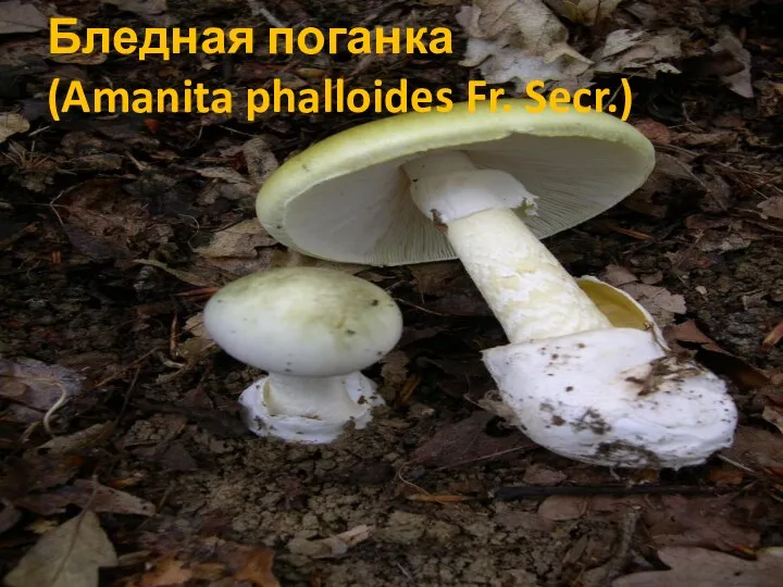 Бледная поганка (Amanita phalloides Fr. Secr.)