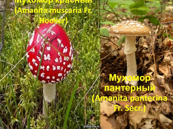 Мухомор красный (Amanita muscaria Fr. Hooker) Мухомор пантерный (Amanita panterina Fr. Secr.)