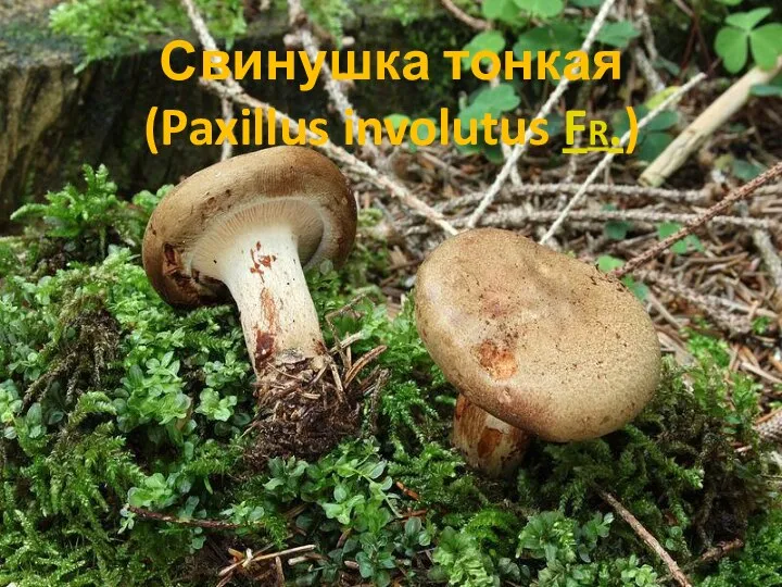 Свинушка тонкая (Paxillus involutus Fr.)