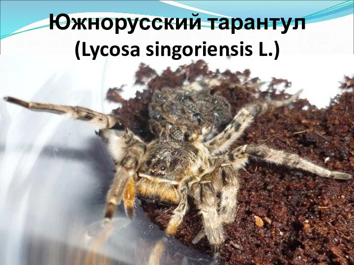 Южнорусский тарантул (Lycosa singoriensis L.)