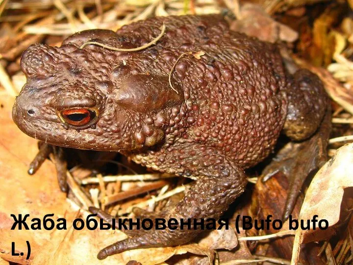 Жаба обыкновенная (Bufo bufo L.)