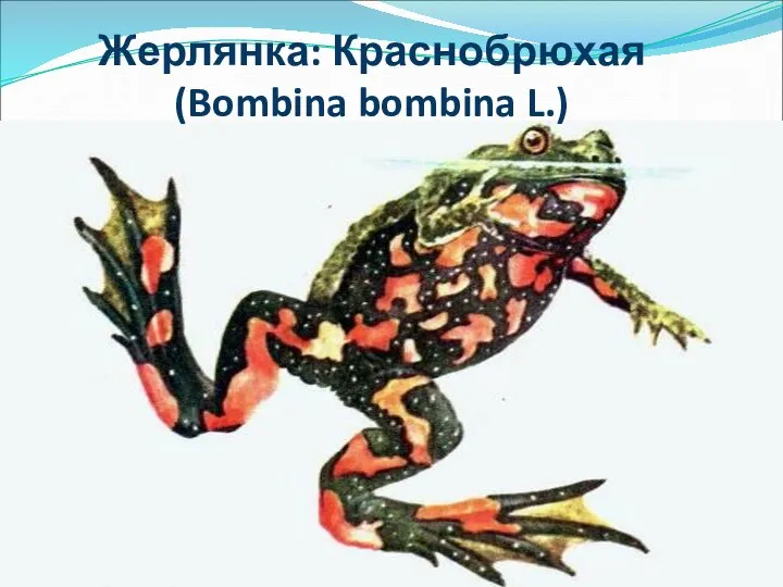 Жерлянка: Краснобрюхая (Bombina bombina L.)