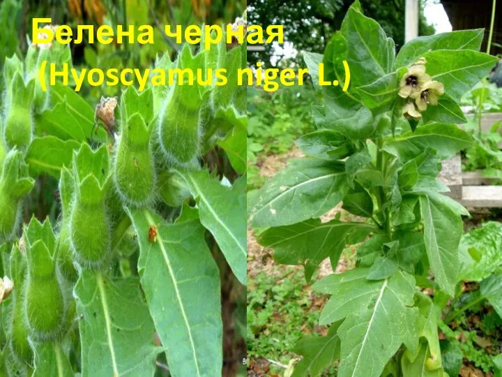 Белена черная (Hyoscyamus niger L.)