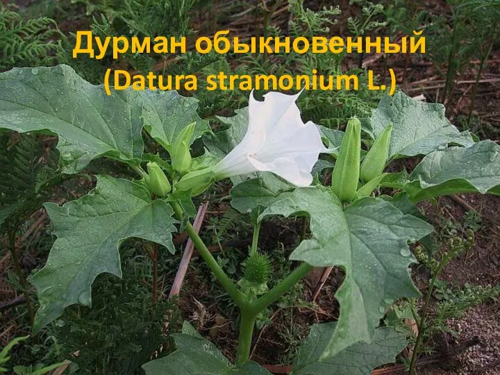 Дурман обыкновенный (Datura stramonium L.)