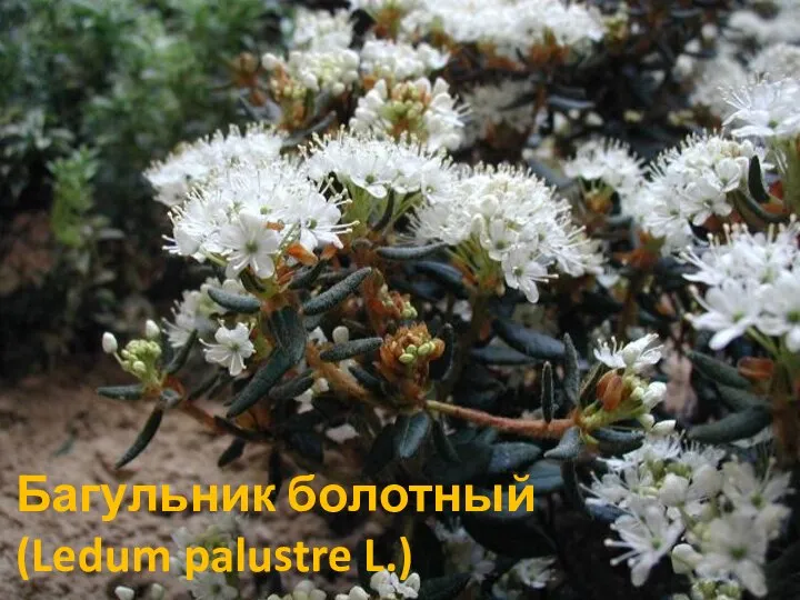 Багульник болотный (Ledum palustre L.)